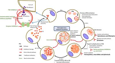 Mini Review: Antimicrobial Control of Chlamydial Infections in Animals: Current Practices and Issues